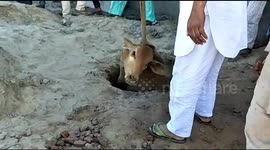 Cow pulled from 40-foot pit in India after 6-hour rescue