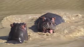 A little Hippo calf plays with its mother – until another Hippo attacks