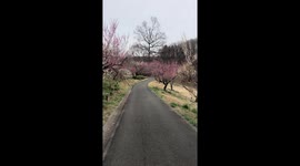 Plum trees at shinrinkoen park