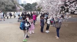 Beautiful scenes as sakura cherry blossom blooms in Tokyo park