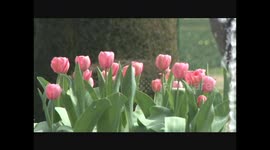 Spring in Kashmir: Asia Largest Tulip Garden in Full Bloom
