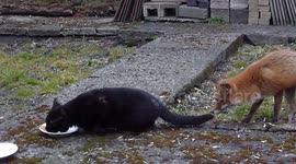 Fox tries to distract cat Funny clip!