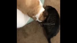 Cat departed to play with dog