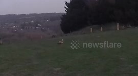 Red Kite Bird of Prey lands on Grass