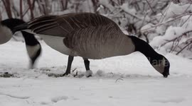 Canada geese near Toronto arriving back for spring nesting season caught off guard after surprise winter snow storm and cold weather greeted them.