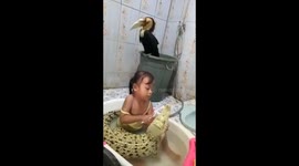 Fearless girl brushes crocodile's teeth during bath in Indonesia