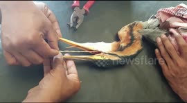 Vet saves crane's life by pulling out cruel bait spike from its throat