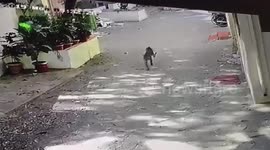 Longer version-Leopard enters residential area in western India, rescued after two hours