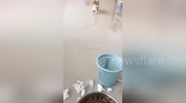Guilty corgi runs back to cage to avoid being told off in China