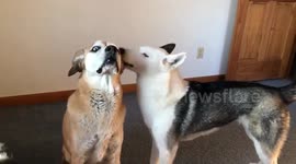Dog alarmed by friend's grooming technique