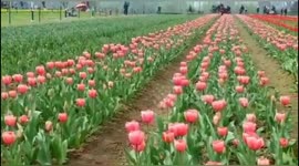 Spring in Kashmir: Asia Largest Tulip Garden in Full Bloom