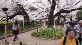 Take a walk through this beautiful cherry blossom tunnel in Tokyo