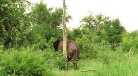 Elephant bull enjoys bum scratch so much that he makes a tree wobble