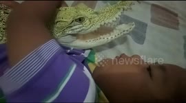 A Girl Plays With Her Crocodile Pet On Her Bed