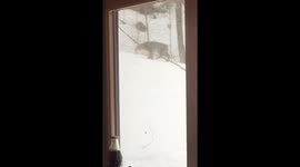 Vermont man films predatory bobcat prowling his backyard