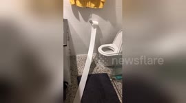 Newsflare Edit - Puppy toilet roll