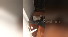 Caught red-pawed! Cheeky dog gets caught stealing toilet roll