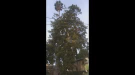 HUNDREDS OF WILD PARROTS SWARM ON A NUT TREE