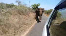 Wild elephant chases tourist car along rural road in south India