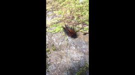 Spiky Caterpillar