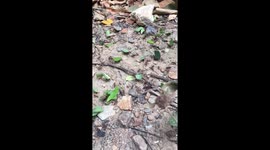 The Daily Grind-Worker Ants