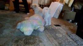 horny dog has relations with teddy bear
