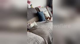 Agile rabbit hops over and over chihuahua chasing it on sofa in China