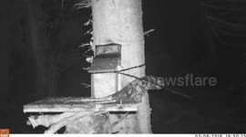 luckiest woodmouse alive!!!