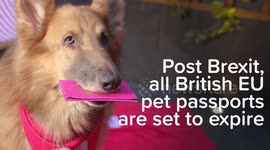 Pet owners are unaware their pet could lose their European passport following Brexit