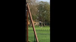 Dog walker in London caught kicking and stamping her animals on camera