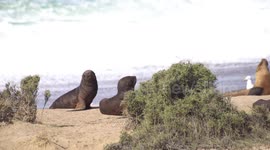 Adorable Sea Lion Pup Scratches His Tail on A Rock.