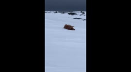 Ebba who loves to slide