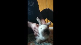 Bunny enjoy head massage