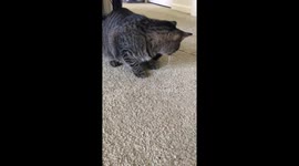 Cat Hunts Bug
