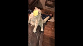Cat doesn't know what to make of the #cheesechallenge