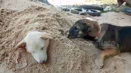 Doggy buries his canine sister in sand pile at Thai building site