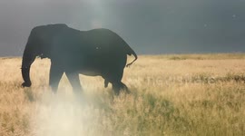 An elephant's majestic walk at sunset at Amboseli National Park, Kenya