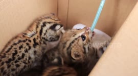 Three starving leopard cubs rescued after being orphaned in rural Thailand