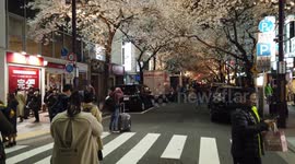 On Tokyo's Sakura Street, cherry blossoms bring traffic to a standstill