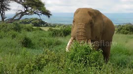 Watching an elephant eating up close and personal
