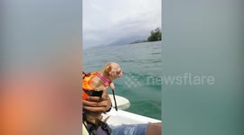 Doggy Paddles... But He's Not In Water!