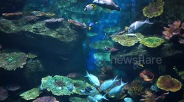 Beautiful colourful fish in an aquarium.