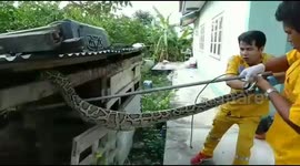 Python raids hutch and swallows pet rabbit in Thailand
