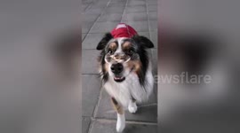 Perfectly balanced dog keeps whirling fidget spinner on the tip of his nose