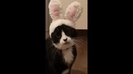 This cat has a priceless reaction to his new Easter bunny ears