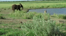 Noisy male elephant chases lone zebra away from water for no reason