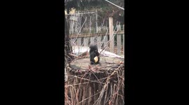 Squirrel enjoys nomming on a chicken drumstick