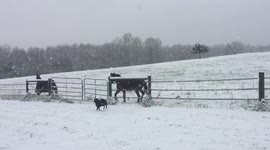 Spring Snow Horseplay in North Carolina