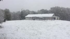 Spring Snow Horseplay in North Carolina 2