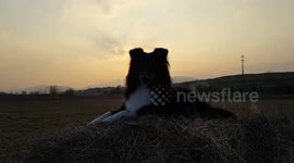 Puppies photobomb their mom at sunset